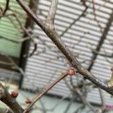 すこしずつ膨らんで