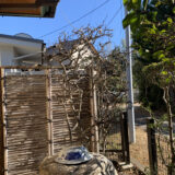 ちょっとだけ切りました