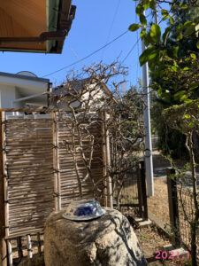 ハナカイドウ