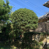 まん丸で大きいの