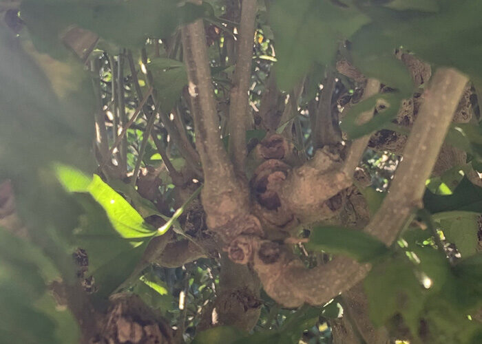 ムクゲ