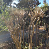 枝ぶりが