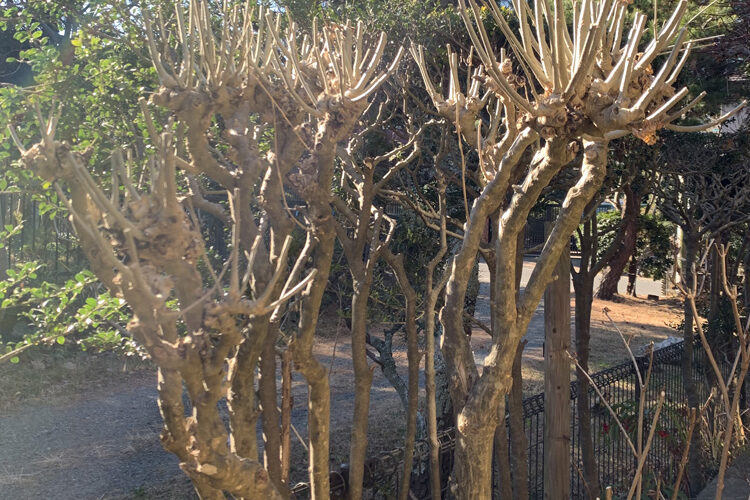 ムクゲ