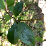 病気なの？害虫なの？