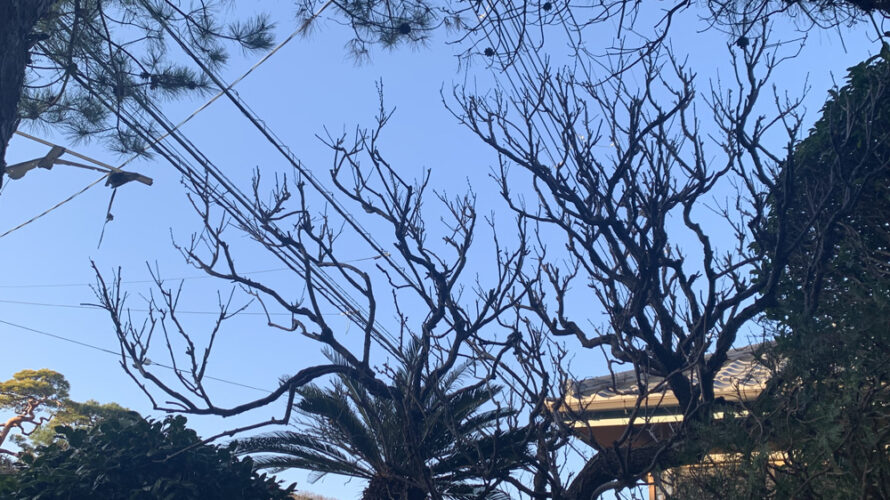 ウメ