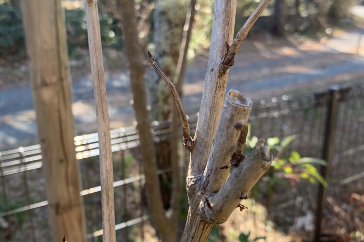 アジサイ