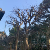 モミジらしく