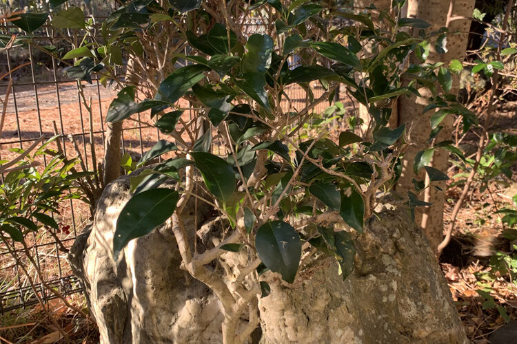 ネズミモチ