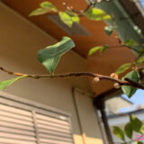 新芽でありますように