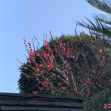 白い花が？