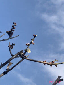 ウメ白