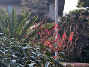 ウメ紅