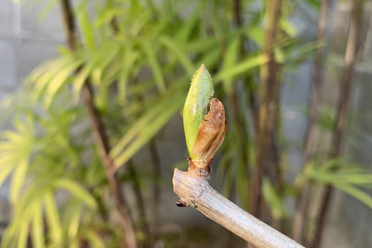 アジサイ