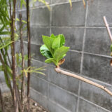 根っこが丸見え