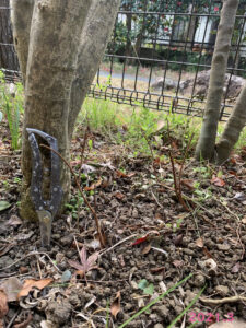 ビヨウヤナギ