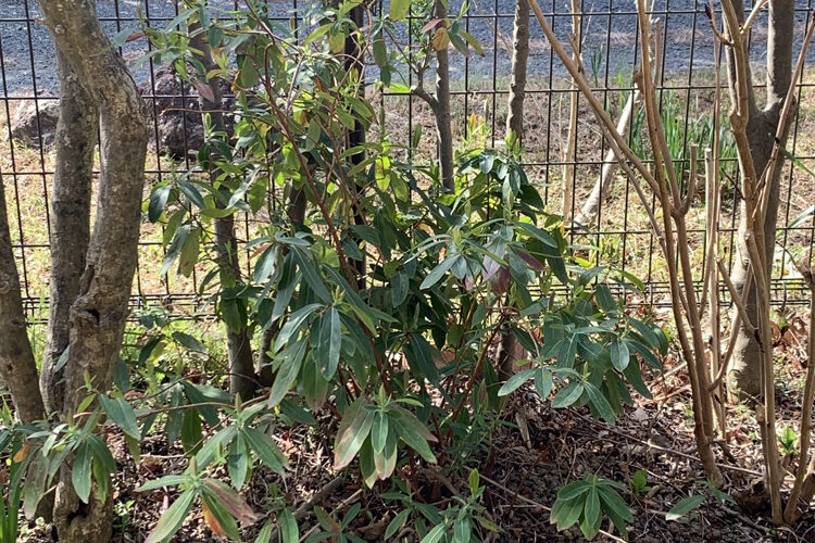 ビョウヤナギ