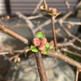 観察枝①ボケ