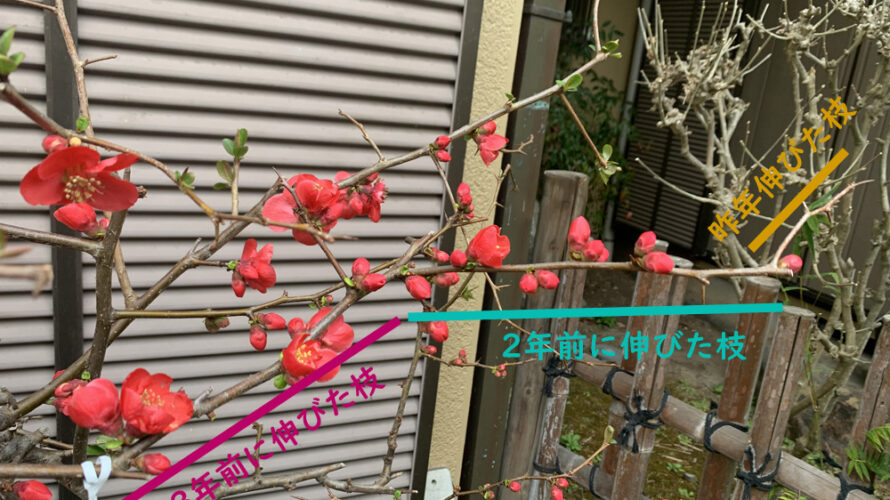 ボケ
