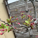 観察枝④ハナカイドウ