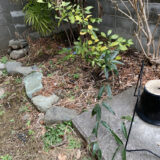 枯葉の中から