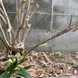 気に入ってくれたかしら