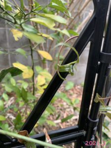 クレマチス