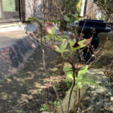 霜に当たったかも