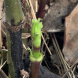 明るい黄緑の新芽
