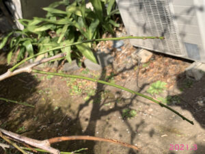 シダレウメ