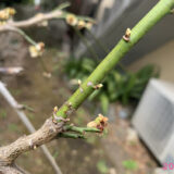 観察枝③シダレウメ