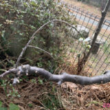 花も終わりです