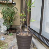 残した小さいのは