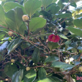 まだまだ蕾が