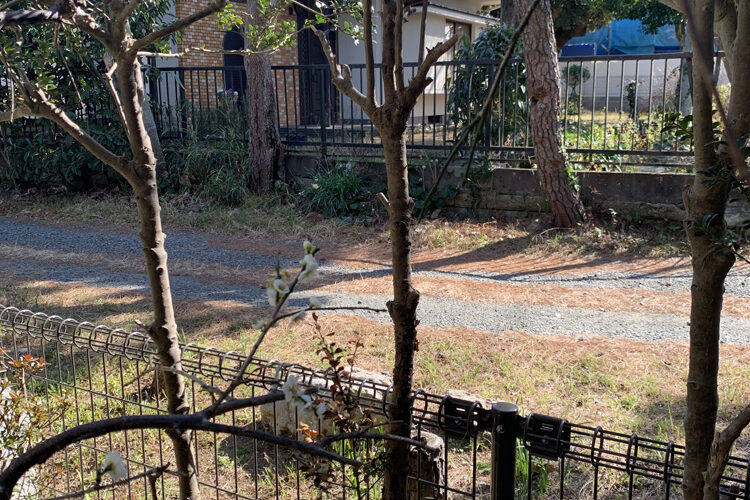 ツゲ