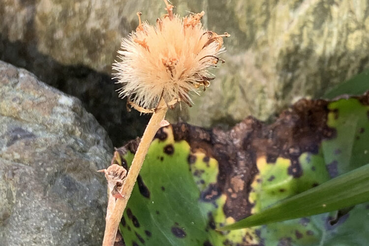 ツワブキ