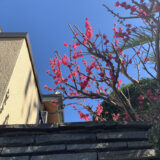 一番きれいな時
