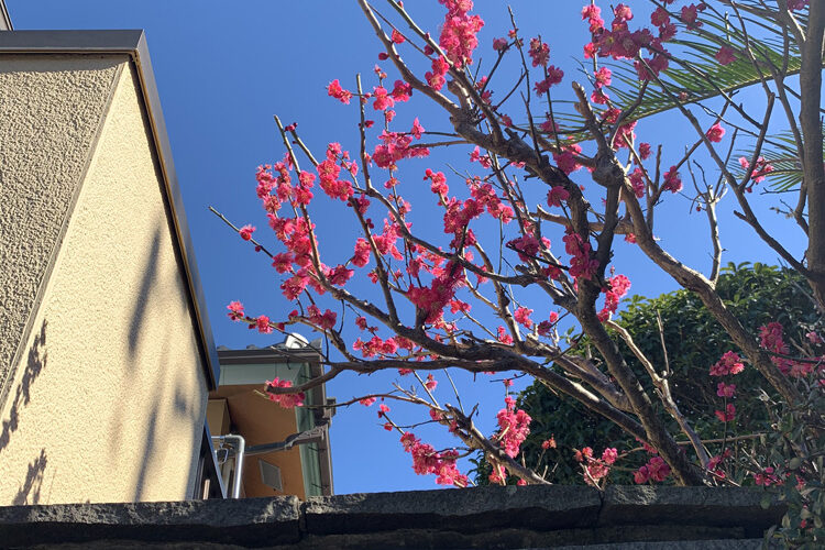ウメ