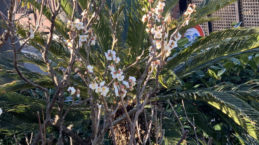 ウメ