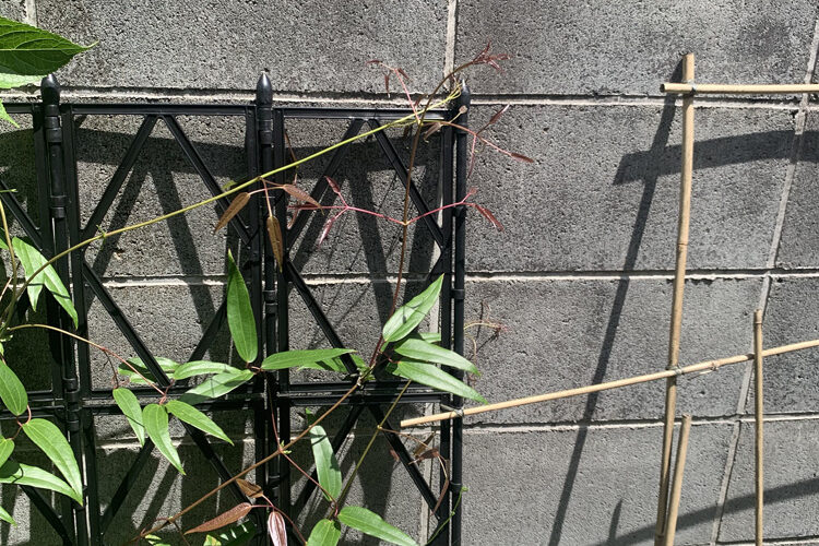 クレマチス
