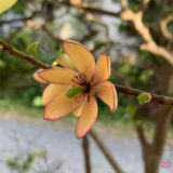 花芽でした