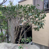 待てません