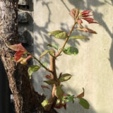 花の後