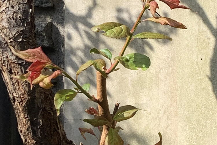 ウメ