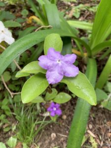ニオイバンマツリ