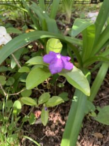 ニオイバンマツリ