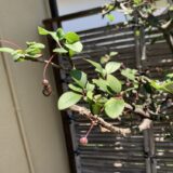 この１年をギュッとまとめて