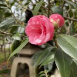 この１年をギュッとまとめて